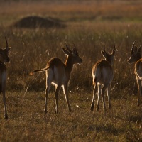 Cobe lechwe