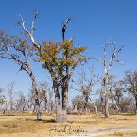 Paysage du delta de l'Okavango