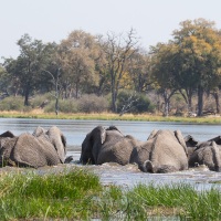 Eléphant d'Afrique: après s'être abreuvés à moins de 50 m de notre groupe installé sur nos chaise s pliantes au bord de ce plan d'eau, les animaux ont décidé de trraverser ce dernier pour notre plus grande joie