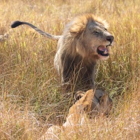 Lion: couple