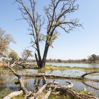 Paysage du delta de l'Okavango et ses arbres morts