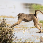 Babouin chacma: le saut