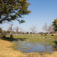 Paysage du delta de l'Okavango