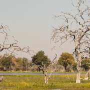 Paysage du delta de l'Okavango et ses arbres morts
