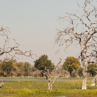 Paysage du delta de l'Okavango et ses arbres morts