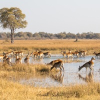 Cobe lechwe