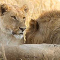 Lion: trio