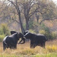 Eléphant d'Afrique: jeux d'ados