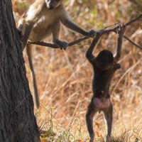 Babouin chacma: deux jeunes s'amusant