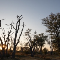 Lever de soleil sur le delta de l'Okavango