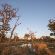 Lever de soleil sur le delta de l'Okavango
