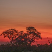 Coucher de soleil sur le delta de l'Okavango