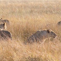 Lion: deux lionnes et deux subadultes attendant que le roi ait fini de manger, mais il ne leur restera rien car un autre mâle adulte est venu se joindre au festin