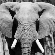 Eléphant d'Afrique se ventilant