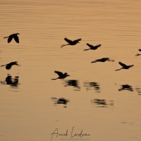 Jacana d'Afrique: groupe à la tombé de la nuit rejoignant le dortoir