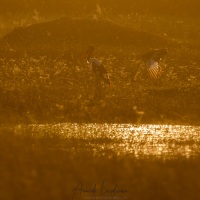 Jabiru d'Afrique en contre jour