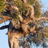 Un arbre bien noueux