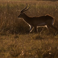 Cobe lechwe