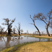 Paysage du delta de l'Okavango