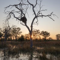 Lever de soleil sur le delta de l'Okavango