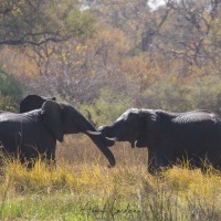 Eléphant d'Afrique: jeux d'ados