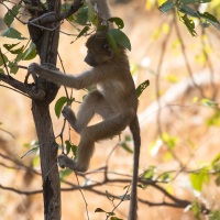 Babouin chacma désescaladant un arbuste