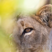 Lion: lionne vigilante