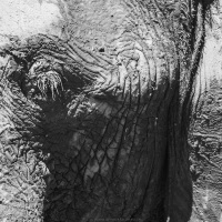 Eléphant d'Afrique: portrait  après son bain de boue