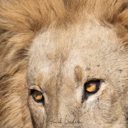 Lion: mâle adulte
