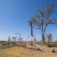 Paysage du delta de l'Okavango