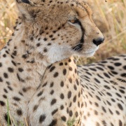 Guépard