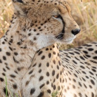 Guépard