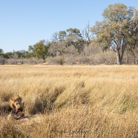 Lion: mâle dégustant la proie volée au léopard