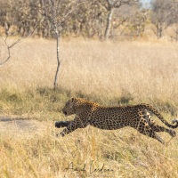 Léoprd fuyant l'arrivée des  lions qui lui voleront sa proie