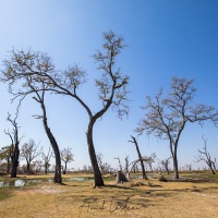 Paysage du delta de l'Okavango