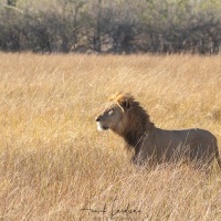 Lion: concentration
