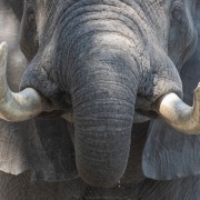 Eléphant d'Afrique: défenses avec un certain vécu