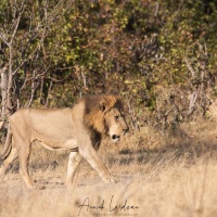 Lion déterminé