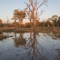 Lever de soleil sur le delta de l'Okavango