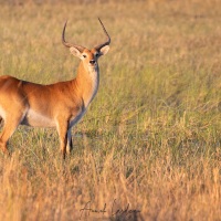 Cobe lechwe: mâle inquiet