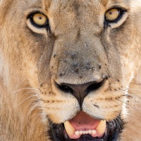 Lion: quel regard!