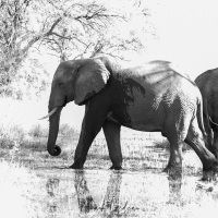 Eléphant d'Afrique s'abreuvant
