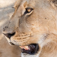 Lion: portrait