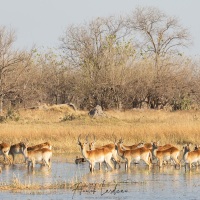 Cobe lechwe: antilope liée à l'eau