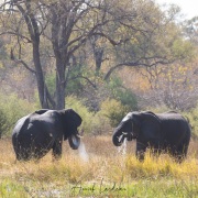 Eléphant d'Afrique: jeu d'eau