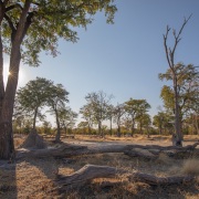Forêt dévastée