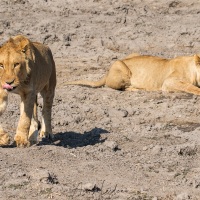 Lion: deux jeunes proches de l'indépendance