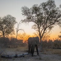 Eléphant d'Afrique au coucher de soleil