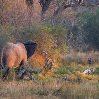 Eléphant d'Afrique au coucher de soleil