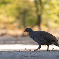 Francolin à bec rouge